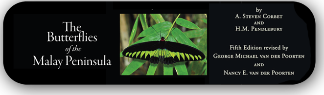 The Moths Of Borneo::